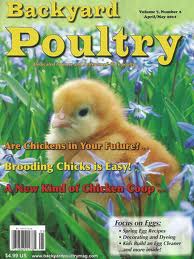 backyard poultry